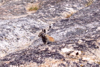 A chipmunk looks for a handout.