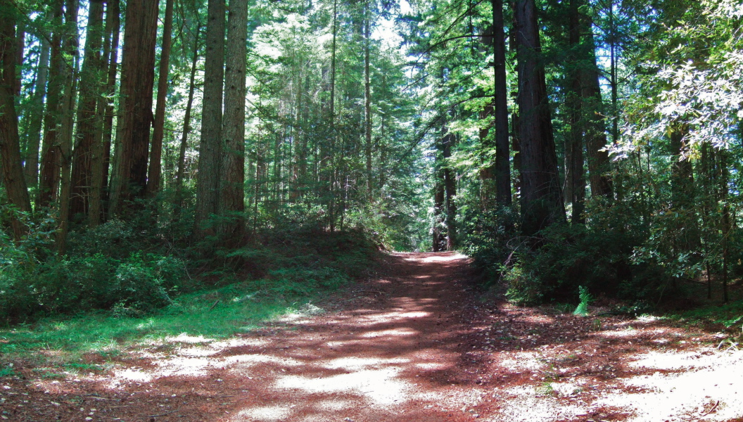 South Butano Road runs along a forested ridge on its upper segment.