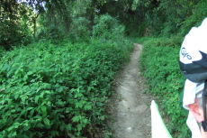 Wild blackberry brambles have encroached on the road, turning the latter into a singletrack trail.