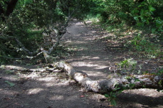 Fallen tree on the bypass trail