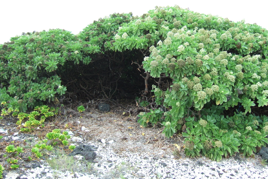 The green mound is a Naupaka (Scaevola taccada