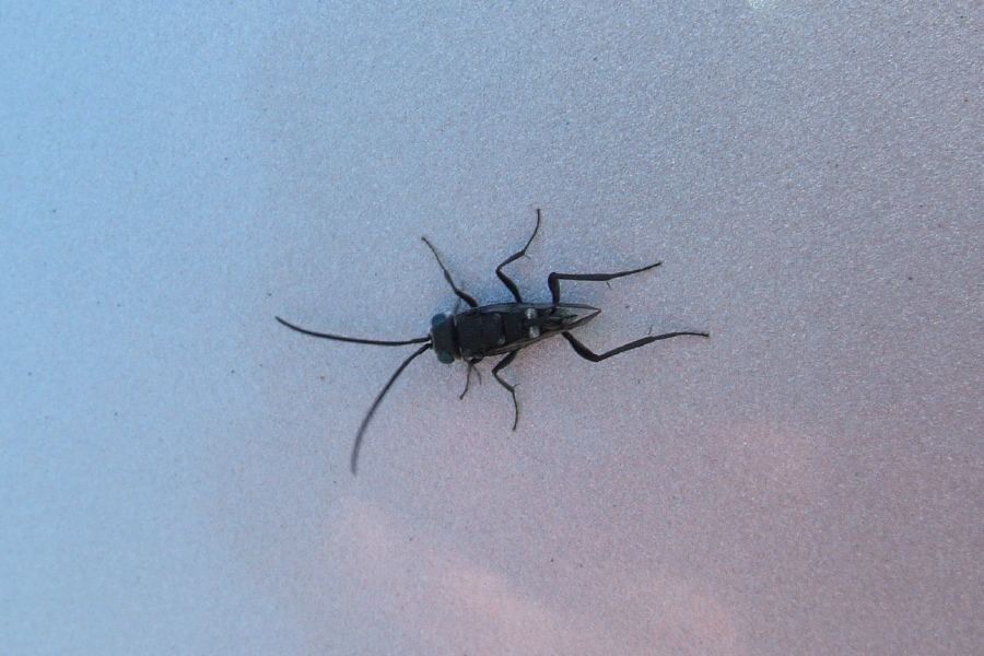 Hawaiian long-horned beetle