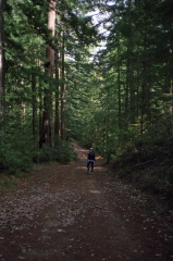 Chris rides down the South Butano Fire Trail where it passes through the woods.