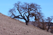 Roadrunner on the hill, below the oak tree.