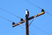 A hawk refuses to be scared off by my stopping below his pole.