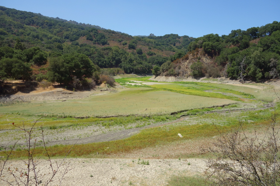 Greenery on the floor of the reservoir at its southern end