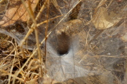 Funnel web spider hole