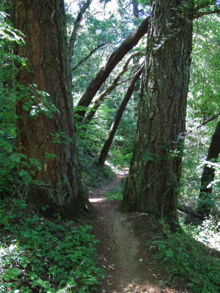 Two large fir trees stand as sentinels on the Lower Table Mountain Trail.