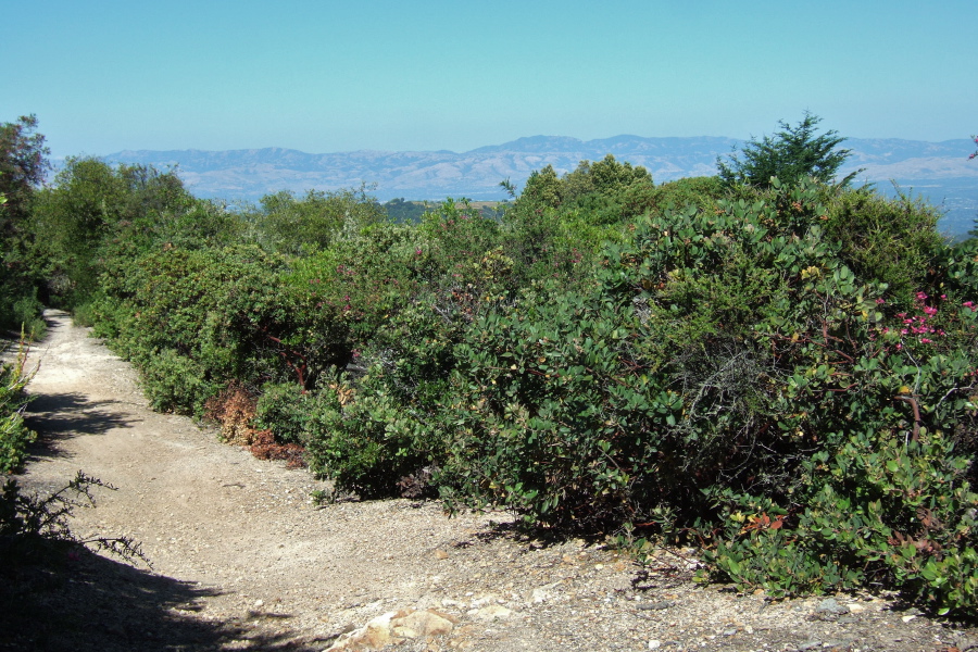 View of Mt. Hamilton from a resting spot on Upper Table Mountain Trail