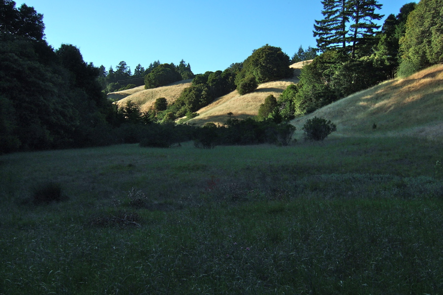 Upper Peters Creek meadow in the evening