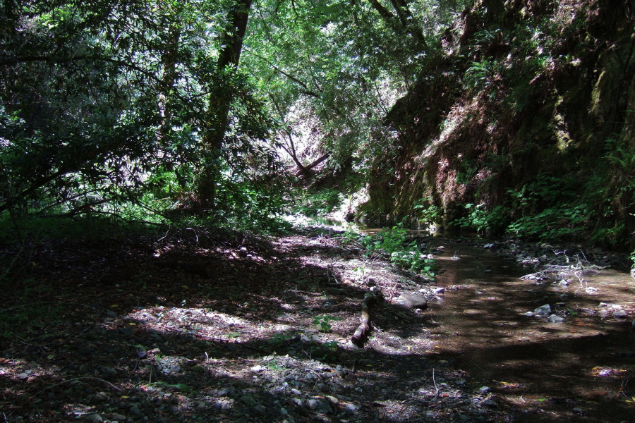 Stevens Creek along the use trail