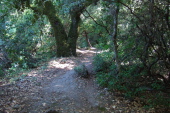 Upper Table Mountain Trail passes an old oak tree.