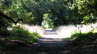 Canyon Trail (1780ft)