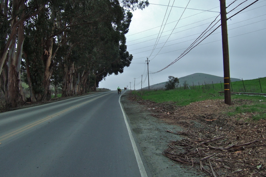 Climbing past the Eucalyptus trees on Lake Herman Rd.