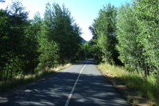 The bike path passes through groves of aspens.
