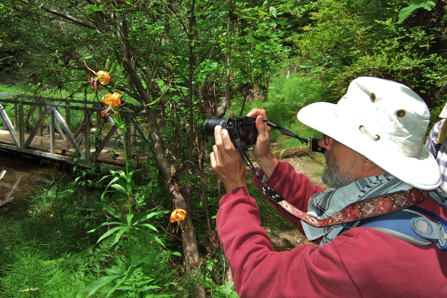 Frank goes for a close-up of the tiger lily.