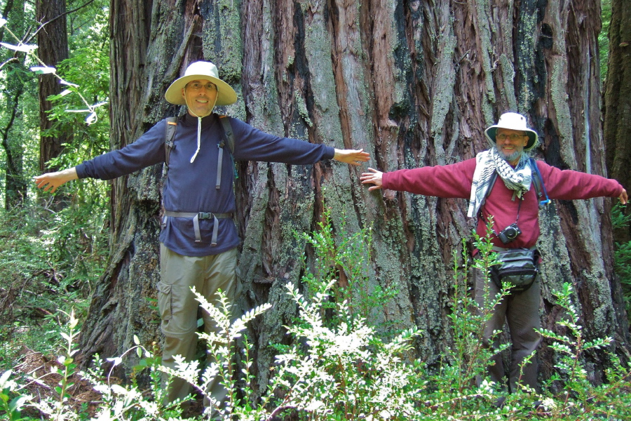 Bill and Frank model an old redwood that still stands.