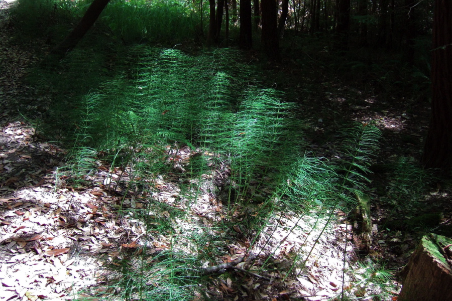 A small patch of horsetail fern in the sun by the trail