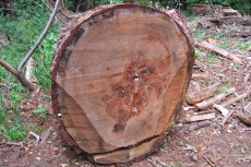 Another felled fir tree