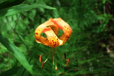 Tiger Lily (lilium columbianum)