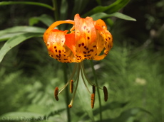 Frank's photo of the Tiger Lily (lilium columbianum)