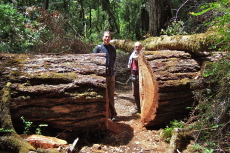 The trail cuts through a fallen redwood.