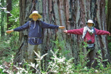 Bill and Frank model an old redwood that still stands.