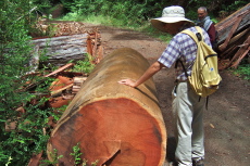 David examines the smooth inner bark of a fallen redwood.