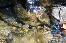 Natural oil seep into Tarwater Creek