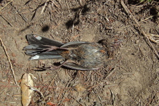 Dead finch found on the trail.