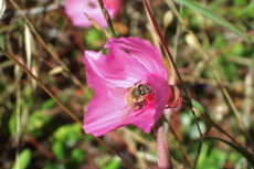 A honeybee sucks nectar from a Farewell to Spring flower.
