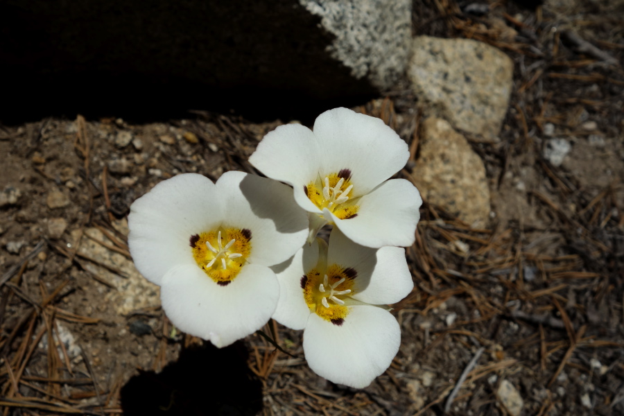Three Mariposa lilies (Calochortus leichtlinii)