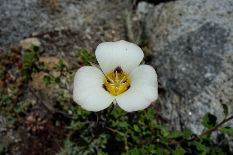 Mariposa Lily (Calochortus leichtlinii)
