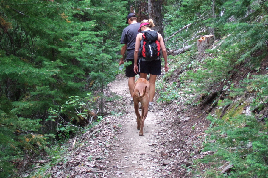 The trail finally re-enters the trees.