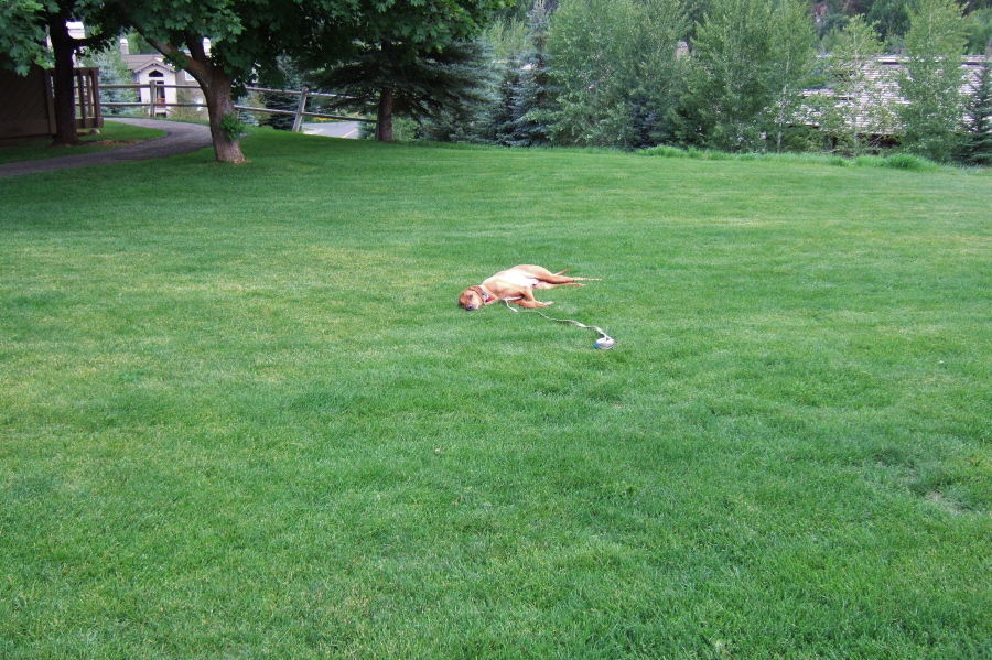 Kumba's favorite stop on the hike, nice green grass.