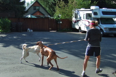 Kumba and a neighborhood dog play.
