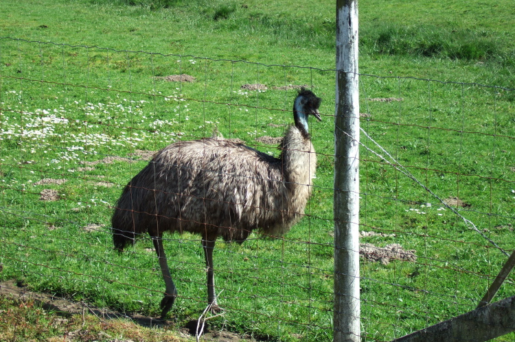 An emu hen at Day Rd. and Shiloh Rd. (100ft)