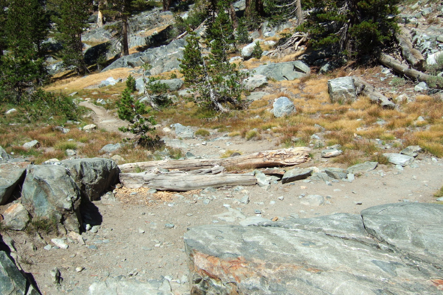 Letting an old trail revert to nature