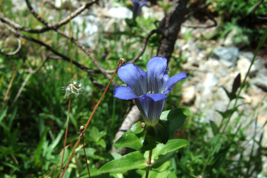 Sierra Gentian