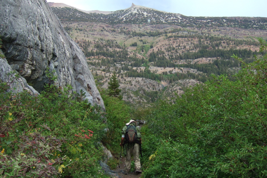 The trail passes through an area of lush growth.