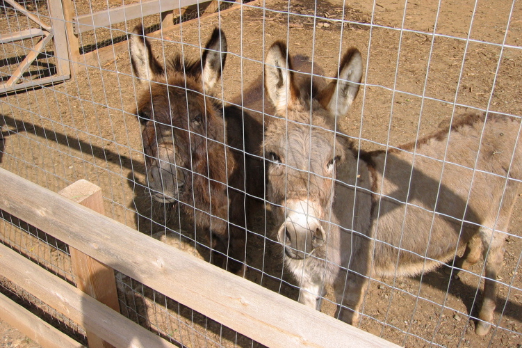 Donkeys at the campground 