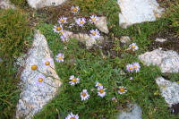 More flora in a small patch of green in an otherwise barren environment.