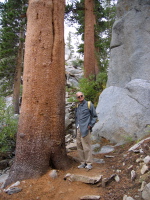 David standing next to a particularly large lodgepole pine tree.