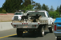 Dogs on truck