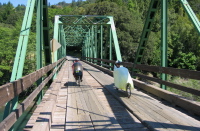 Ron Bobb and Bill cross the Mattole River on the Honeydew Bridge. (340ft)