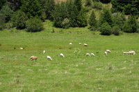 Sheep may safely graze in Honeydew, CA (420ft)