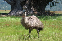 A friendly emu. (410ft)