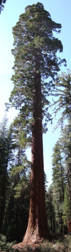 Giant Sequoia.