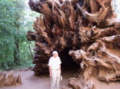 David inspects the roots of a fallen giant sequoia.