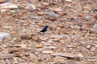 A friendly blackbird comes looking for a handout.